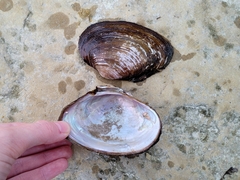 Pyganodon grandis