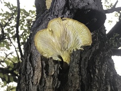 Pleurotus