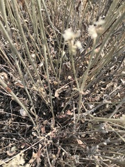Eriogonum microtheca
