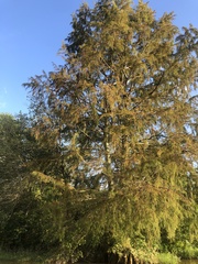 Cupressaceae