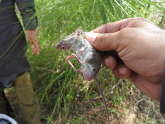Peromyscus leucopus