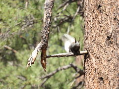 Sciurus aberti kaibabensis
