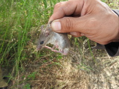 Peromyscus leucopus