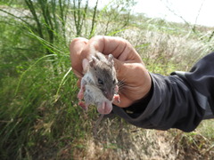 Peromyscus leucopus