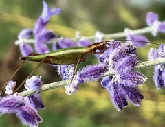 Oecanthus pini