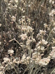 Eriogonum microtheca