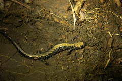 Plethodon hubrichti