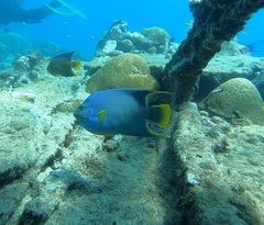 Holacanthus bermudensis