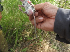 Peromyscus leucopus