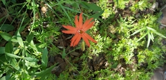 Silene laciniata