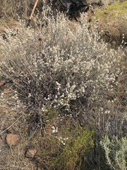 Eriogonum microtheca