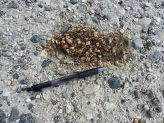 Urocyon cinereoargenteus