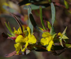 Hibbertia subvaginata