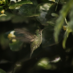 Chrysuronia versicolor