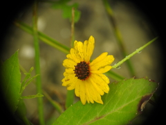 Coreopsis leavenworthii