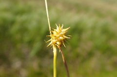 Carex cryptolepis