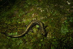 Plethodon hubrichti