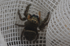 Phidippus cryptus