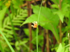 Schoenoplectus pungens