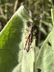 Acrididae