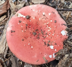 Russula mariae