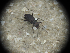 Cicindela punctulata
