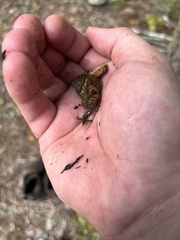 Desmognathus conanti