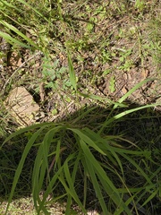 Bromus ciliatus