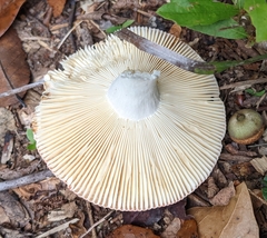 Russula mariae