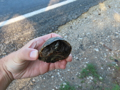 Sternotherus odoratus