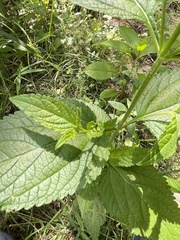 Verbena urticifolia