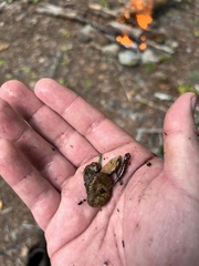 Desmognathus conanti