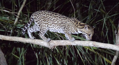 Leopardus pardalis