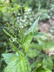Verbena urticifolia