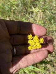 Cymopterus lemmonii