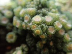 Leptogium phyllocarpum