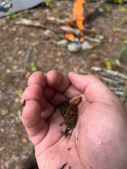 Desmognathus conanti