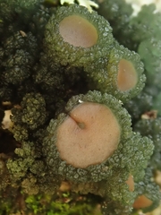 Leptogium phyllocarpum