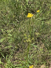Cymopterus lemmonii
