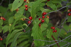 Ilex verticillata