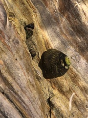 Tegula gallina
