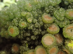 Leptogium phyllocarpum