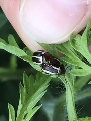 Zygogramma suturalis