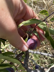 Prunus americana