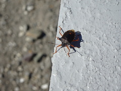Pentatoma rufipes