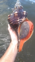 Triplofusus giganteus