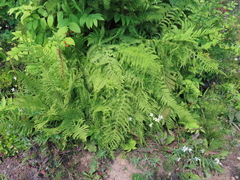 Polypodiopsida
