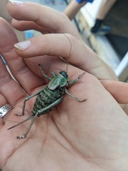 Anabrus simplex