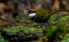 Arremon brunneinucha