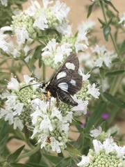 Alypia octomaculata